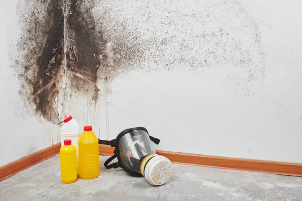 Professional Mold Removal in Steiner Ranch, TX