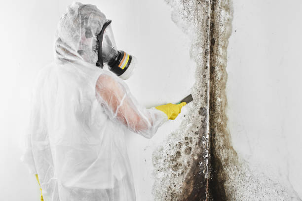 Best Fast Mold Removal  in Steiner Ranch, TX