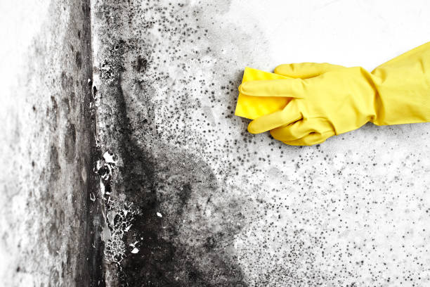 Best Emergency Mold Removal  in Steiner Ranch, TX
