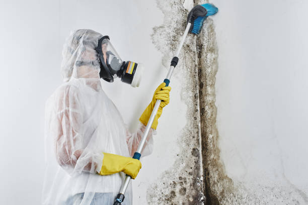 Best Mold Testing  in Steiner Ranch, TX