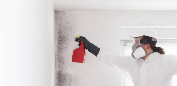 Best Commercial Mold Removal  in Steiner Ranch, TX