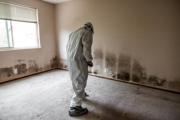 Best Black Mold Removal  in Steiner Ranch, TX