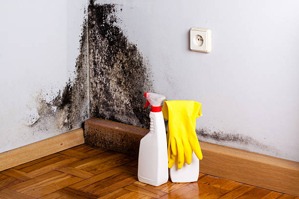 Best Residential Mold Removal  in Steiner Ranch, TX