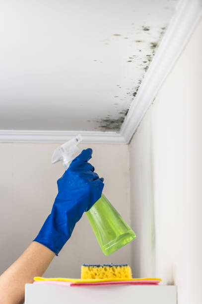 Best Residential Mold Removal  in Steiner Ranch, TX