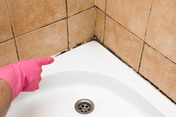 Best Professional Mold Removal  in Steiner Ranch, TX